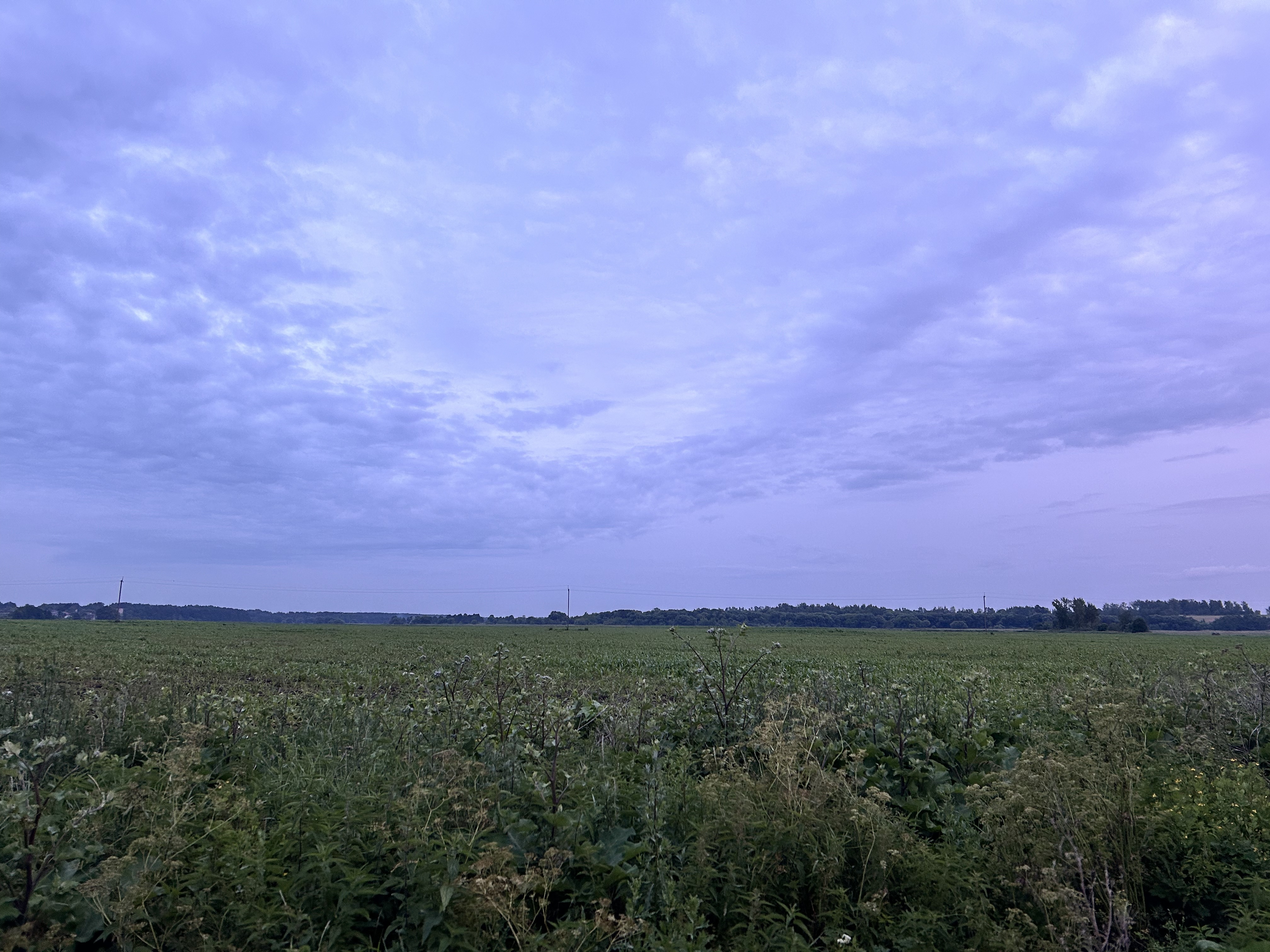 Поле. Минская Область. Беларусь. Field. Belarus. Minsk District
